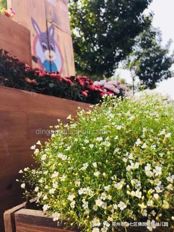 9885元打造985鲜花梦，爱孩子就要这样拼！